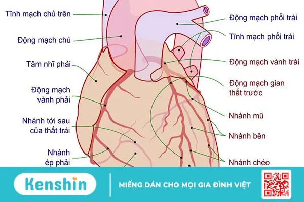 Tâm thất là gì? Các vấn đề sức khỏe thường gặp ở tâm thất  1