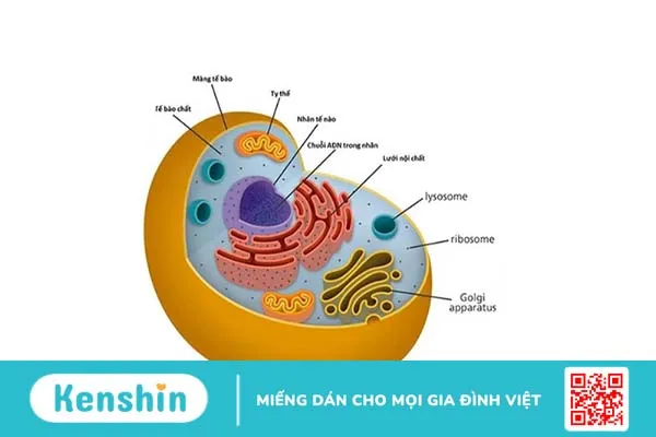 Tế bào lớn nhất trong cơ thể người là tế bào nào? 2