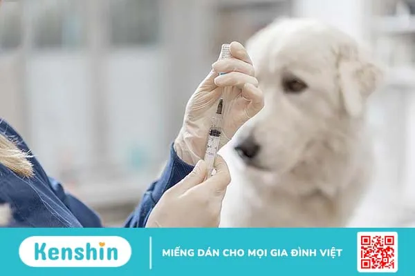 Tiêm phòng dại có ảnh hưởng đến sinh sản không? 4