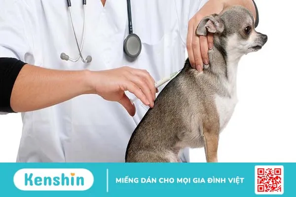 Tiêm phòng dại có ảnh hưởng đến sinh sản không? 5