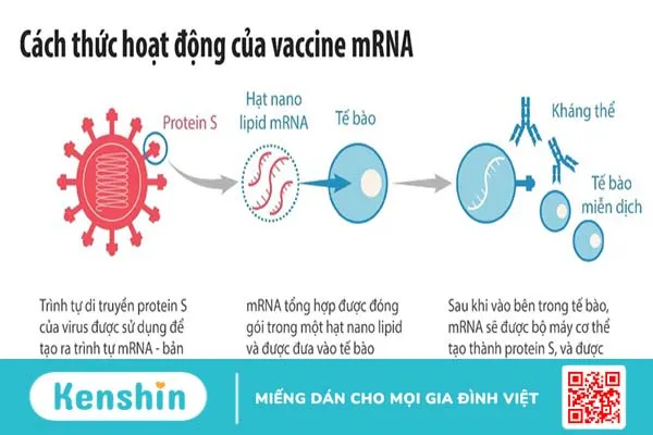 Tiêm vaccine COVID-19 vẫn là phương pháp bảo vệ hiệu quả trước biến thể JN.1 1