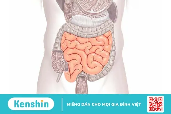 Tìm hiểu giải phẫu đại tràng, chức năng và các bệnh lý xảy ra tại đại tràng 1