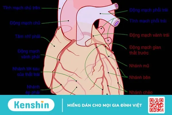 Tìm hiểu RCA là gì? RCA có ý nghĩa gì trong hệ thống tim mạch? 1