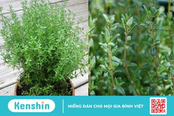 Tinh dầu xạ hương và những tác dụng hữu ích cho sức khoẻ mà bạn cần biết 1