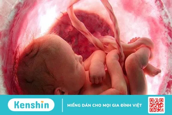 Tĩnh mạch rốn: Cấu trúc, chức năng và những điều cần biết 1