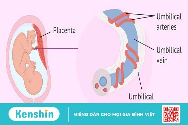 Tĩnh mạch rốn: Cấu trúc, chức năng và những điều cần biết 2