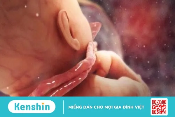 Tĩnh mạch rốn: Cấu trúc, chức năng và những điều cần biết 3