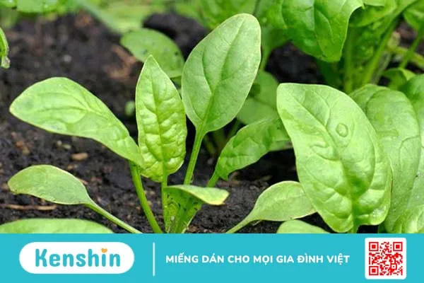 Tổng hợp 7 loại thực phẩm giàu vitamin A mà bạn nên biết 2