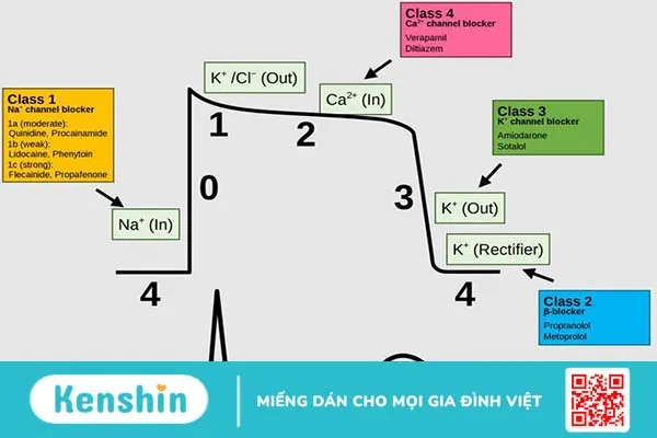 Tổng quan về một số bệnh và các nhóm thuốc tim mạch tương ứng 3