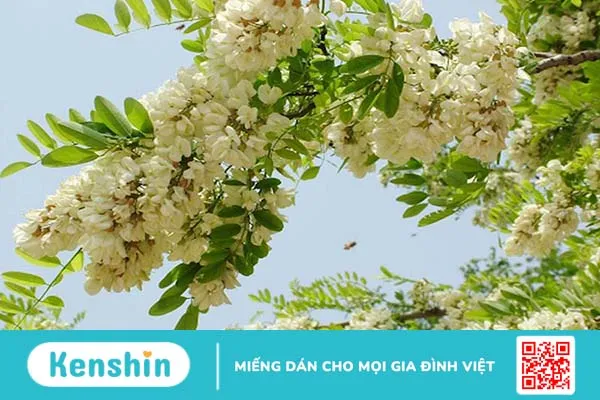 Top 5 Cách dùng hoa hòe chữa bệnh trĩ hiệu quả tại nhà 1