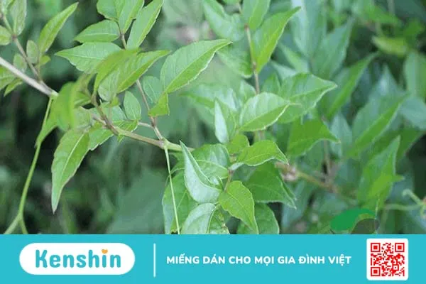 Trà dây Lava bán ở đâu? Công dụng của sản phẩm là gì 1