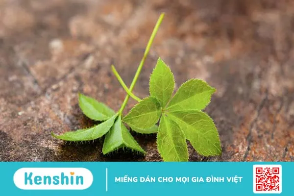 Trà thảo dược giảo cổ lam Kami Tea và những lợi ích cho sức khỏe 1