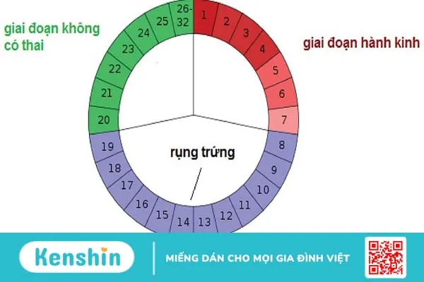 trứng rụng lần 2 khi nào 3