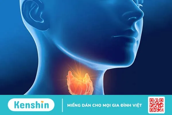 Tuyến giáp nằm ở đâu và nó đóng vai trò gì trong cơ thể? 1