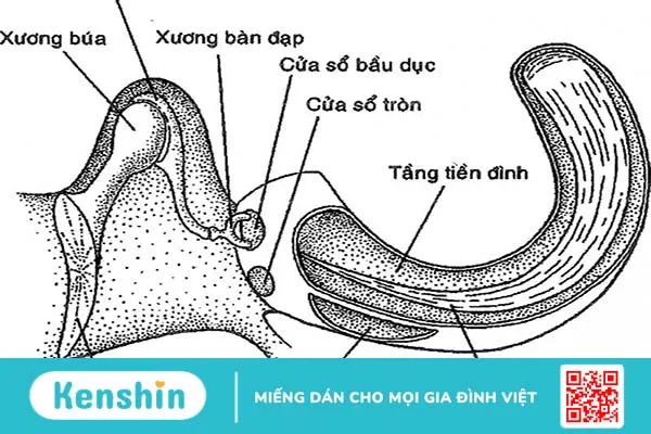 Ù tai rối loạn vận mạch có nguy hiểm không? 3