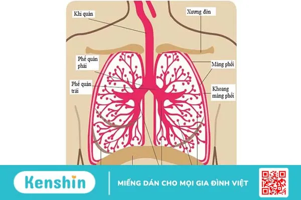 Hoạt động của phổi trong cơ thể