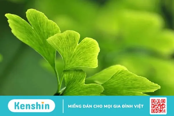 Hỏi đáp: Uống Sâm Alipas bao lâu thì có tác dụng? 2