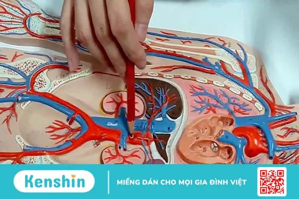 Van tĩnh mạch là gì? Triệu chứng cảnh báo van tĩnh mạch bị hỏng 2