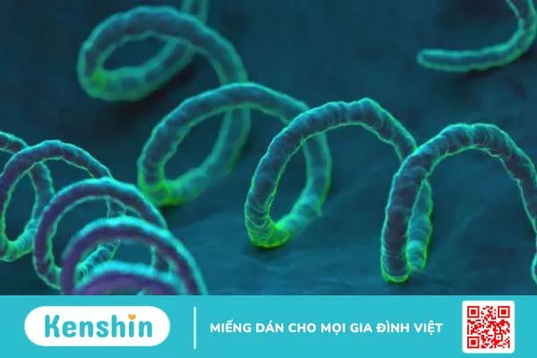 Tìm hiểu về đặc điểm và con đường lây truyền của vi khuẩn Neisseria Gonorrhoeae 1