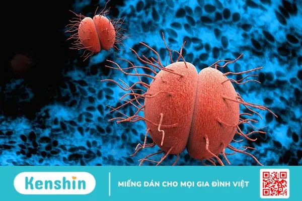 Vi khuẩn Neisseria Gonorrhoeae: Tìm hiểu về đặc điểm và con đường lây truyền 2