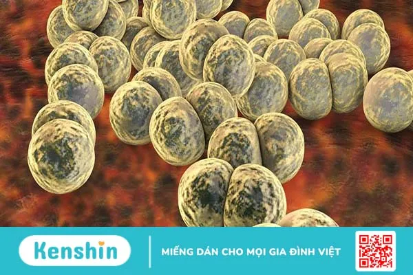 Tìm hiểu về đặc điểm và con đường lây truyền của vi khuẩn Neisseria Gonorrhoeae 3