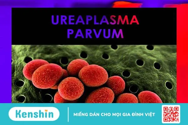 Vi khuẩn ureaplasma parvum gây bệnh gì?-1