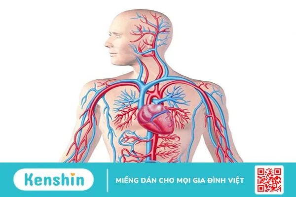 Viêm mạch máu là gì? Nguyên nhân và cách điều trị bệnh 1