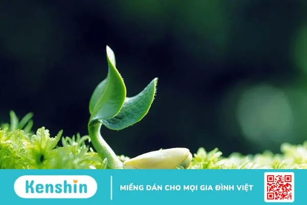 Viên uống Bảo Xuân có tác dụng gì cho phái đẹp? 2