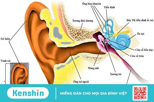 Xẹp nhĩ có nguy hiểm không? Phòng và điều trị như thế nào? 1