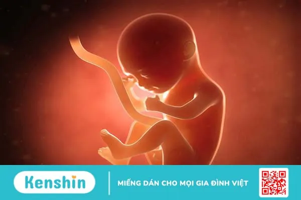 Xét nghiệm anti phospholipid igm là gì? -2