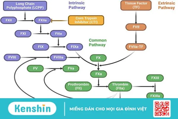 Xét nghiệm TCK được thực hiện như thế nào? 2