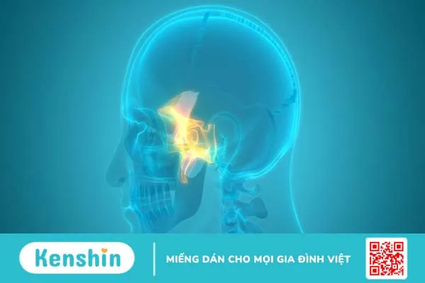 Xoang bướm nằm ở đâu và có chức năng gì trong cơ thể? 1