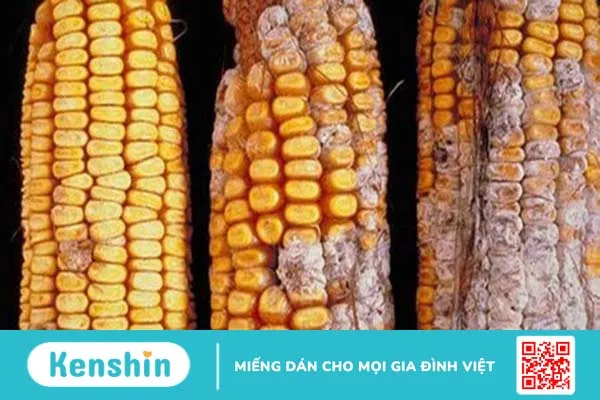 Aflatoxin là gì? Nguyên nhân nấm Aflatoxin có trong thực phẩm mốc dễ gây bệnh ung thư