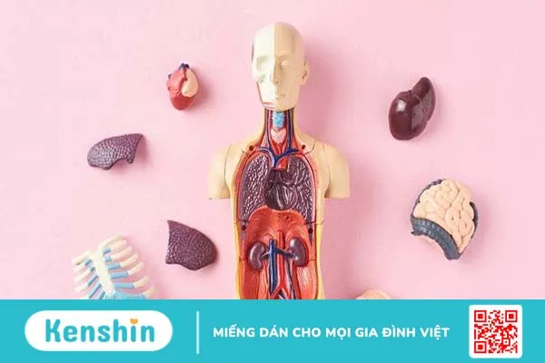 Ăn gì tốt cho lục phủ ngũ tạng? Những thực phẩm nên ăn để có sức khỏe tốt