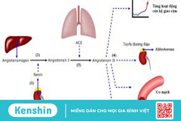 Angiotensin Aldosterone có vai trò gì trong điều hòa thể tích máu và huyết áp?