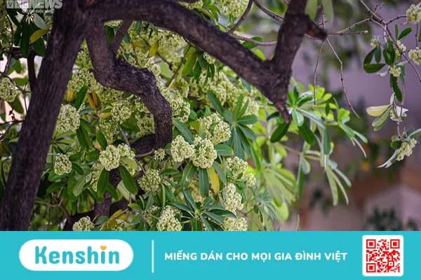 Bạn đã biết cách sử dụng vỏ cây hoa sữa chữa xương khớp chưa?