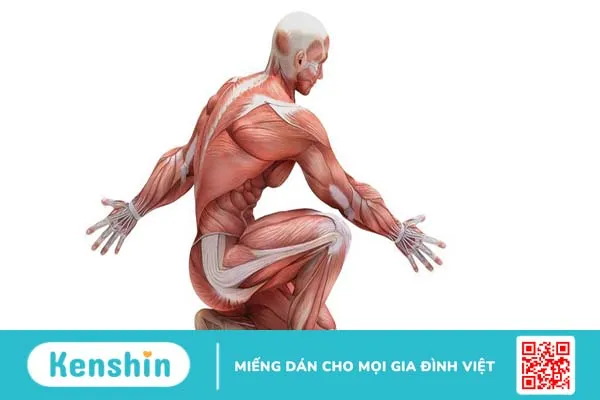 Bạn đã biết cơ thể người có khoảng bao nhiêu cơ?