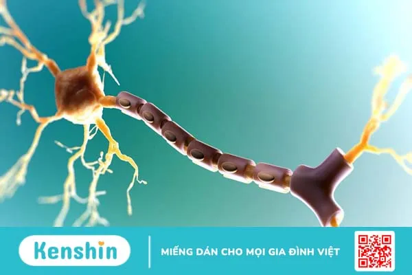 Bao myelin là gì? Bao myelin có tác dụng gì?