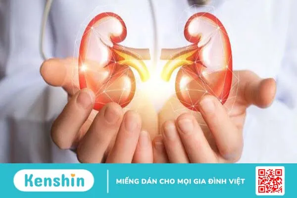 Ca ghép thận lợn được chỉnh sửa gen cho người đầu tiên trên thế giới