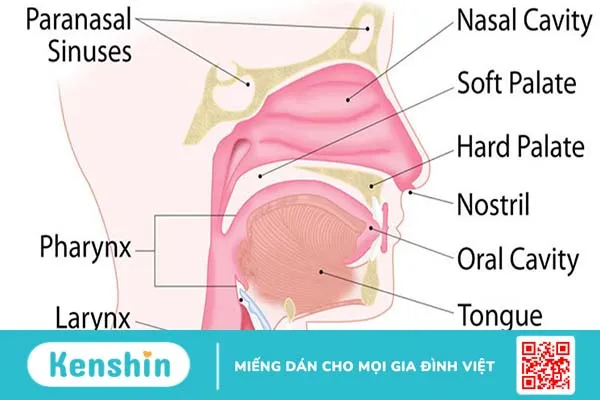 Các bệnh lý nào thường xảy ra ở đường hô hấp trên?