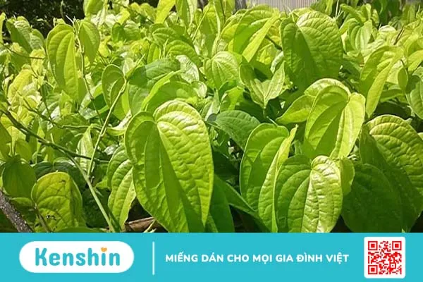 Cách chữa bệnh trĩ ngoại tại nhà hiệu quả nhất