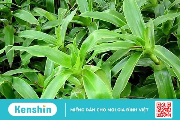 Cách chữa hội chứng ruột kích thích tại nhà