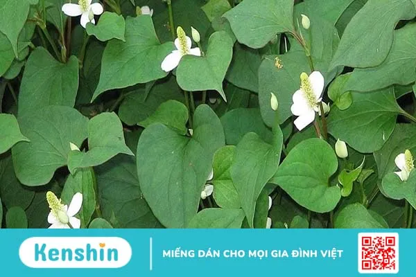 Cách chữa viêm tai giữa bằng rau diếp cá đơn giản và hiệu quả