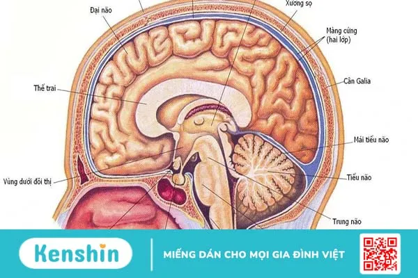 Cách hệ thần kinh trung ương hoạt động như thế nào?