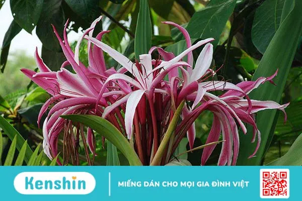 Cách nấu lá trinh nữ hoàng cung tươi để chữa bệnh