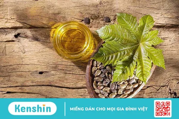 Cách sử dụng lá thầu dầu tía chữa bệnh trĩ hiệu quả nhất