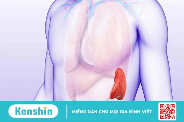 Cắt bỏ lá lách có ảnh hưởng gì không? Sau khi cắt lách cần lưu ý gì?