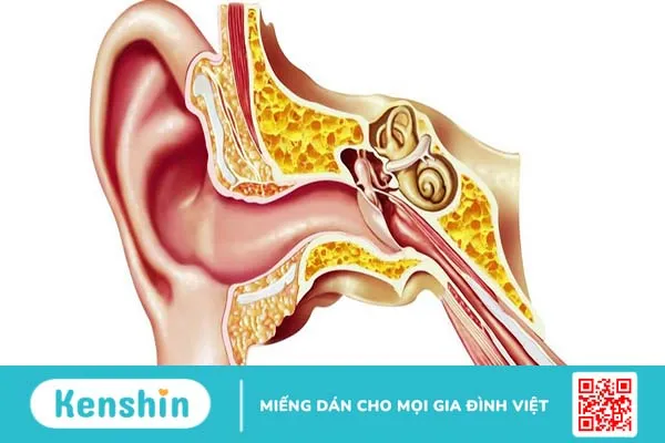 Cấu trúc giải phẫu tai người, chức năng và các vấn đề thường gặp