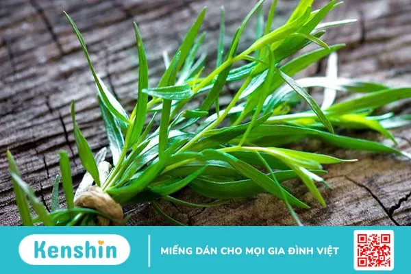 Cây ngải giấm có tác dụng gì?