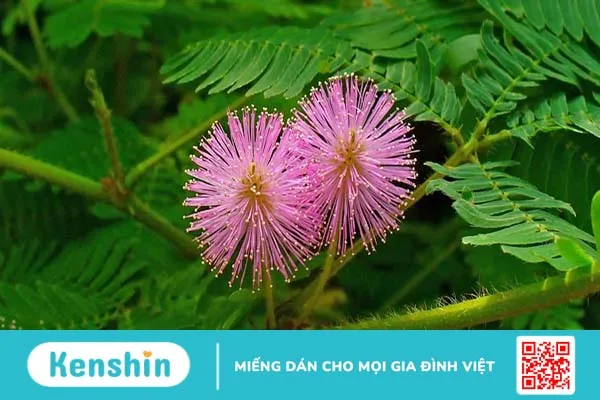 Cây xấu hổ chữa bệnh gì? Các bộ phận dùng chữa bệnh của cây xấu hổ